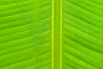 Macro background texture of green banana tree leaf