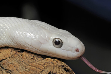 leuzistische Kornnatter (Pantherophis guttatus) - Corn snake 