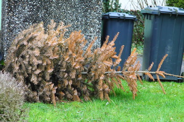 Recycling of cone-bearing evergreen tree. Christmas tree laying on the gras against dark grey plastic  trashcans.