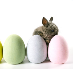 Baby bunny with Easter eggs