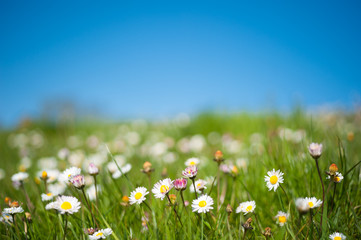 Fototapeta na wymiar Selective focus on springtime meadow full of daisy flowers