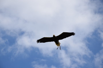 Raubvogel im Flug
