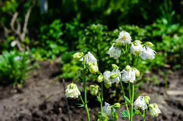 White columbine flowers in garden