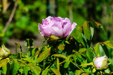 Peony blossoming in garden