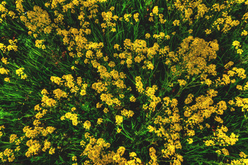 Obraz premium Spring grass with yellow colors, the top view