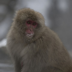 Close up of Japanese macaque or snow monkey, ( Macaca fuscata ), showing red face with snow on hair and mouth. Joshinetsu-Kogen National Park, Nagano, Japan