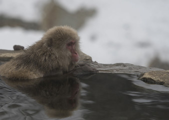 Single Japanese macaque or snow monkey, ( Macaca fuscata ), sitting in hot spring, with reflection in water, looking right. Joshinetsu-Kogen National Park, Nagano, Japan