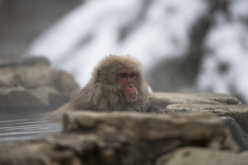 Single Japanese macaque or snow monkeys, ( Macaca fuscata ), leaning on rock of hot spring, red face showing and looking left. Joshinetsu-Kogen National Park, Nagano, Japan