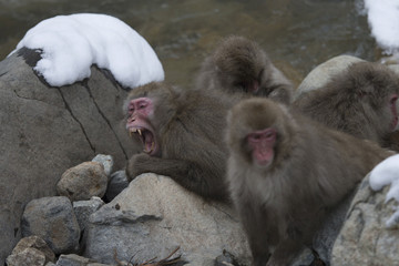 Group of Japanese macaque or snow monkeys, ( Macaca fuscata ), sitting on rock of hot spring, one with mouth open showing teeth. Joshinetsu-Kogen National Park, Nagano, Japan