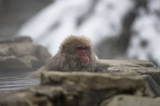 Single Japanese macaque or snow monkeys, ( Macaca fuscata ), leaning on rock of hot spring, red face showing and looking left. Joshinetsu-Kogen National Park, Nagano, Japan - Powered by Adobe