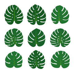 Set of monstera leaves isolated on white background. Vector illustration.