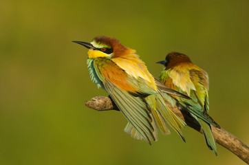 European bee-eater, Merops apiaster, colorful birds near their nesting hole, Slovakia
