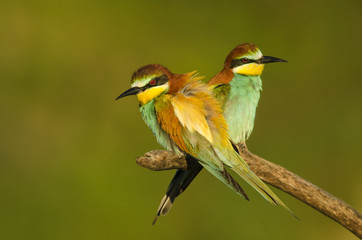 European bee-eater, Merops apiaster, colorful birds near their nesting hole, Slovakia