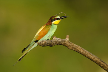 European bee-eater, Merops apiaster, colorful birds near their nesting hole, Slovakia