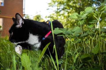 Black and white cat walking on the harness is wading among the green grass.