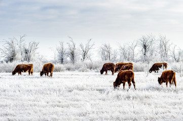 A herd of cows in the Kalmyk steppe in the winter. All vegetation covered with a thick layer of...