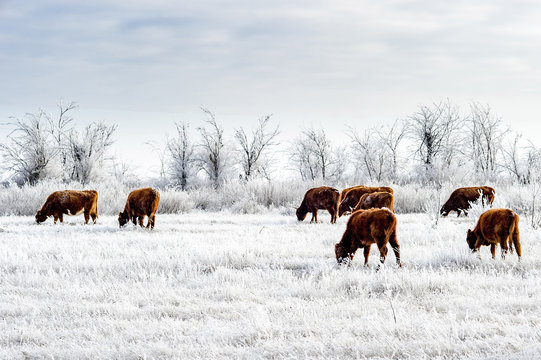 A herd of cows in the Kalmyk steppe in the winter. All vegetation covered with a thick layer of frost - Powered by Adobe
