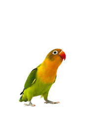 Obraz na płótnie Canvas fischeri lovebird