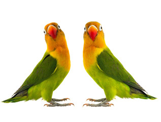 Naklejka na ściany i meble two fischeri lovebird