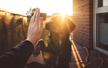 handshake between cute australian shepherd mix and person in front of beautiful sunset shining on...
