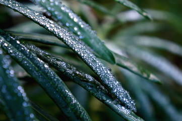  wet leaves