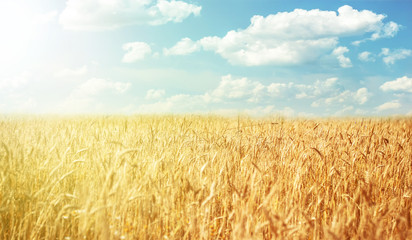 Beautiful rural landscape. wheat field, forest against the blue sky.