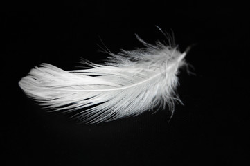 feathers