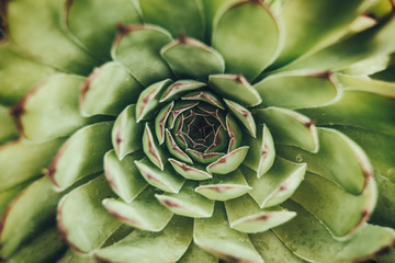 aerial view of a cactus (sempervirens)