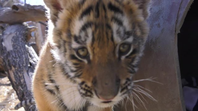 baby tiger rushes camera quickly in slow motion cuteness