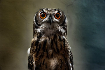 Civetta in mezzo busto