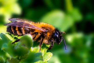 Frueh Jahr Biene auf Garten Lenz Wiese