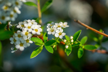 Lenz Blueh Weiss Bluete im Garten Frueh Jahr 2018