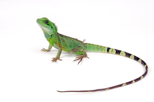 Gr&uuml;ne Wasserdrache (Physignathus cocincinus) - green water dragon