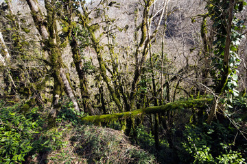 yew and boxwood Grove Sochi, Russia.