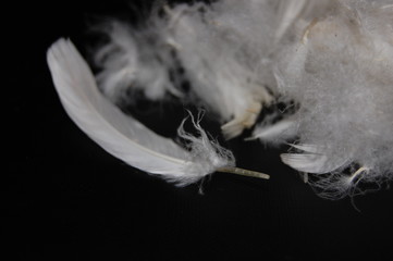 feathers, fluffy, duck