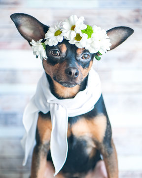 A dog in a wreath of chamomiles and a scarf. The theme of spring, summer. Fashionable dog in a scarf and wreath