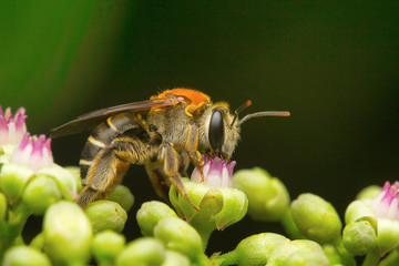Bees, Aarey Milk Colony