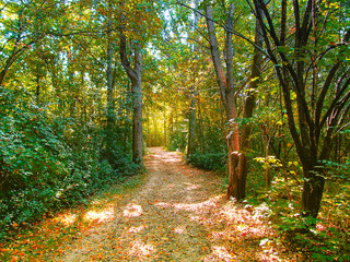 Walk path in the park during fall season with beautiful forest foliage. Foot path is strewn with leaves in early autumn in Lillie Park, Ann Arbor, Michigan, USA.
