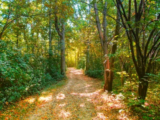 Foto op Canvas Walk path in the park during fall season with beautiful forest foliage. Foot path is strewn with leaves in early autumn in Lillie Park, Ann Arbor, Michigan, USA. © mivod