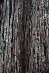 Long roots on old tree in Bali Indonesia