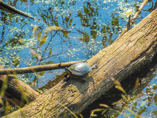 Painted Turtle in the natural habitat - on a log in a pond.
View of forest lake of early autumn in Lillie Park, Ann Arbor, Michigan, USA.