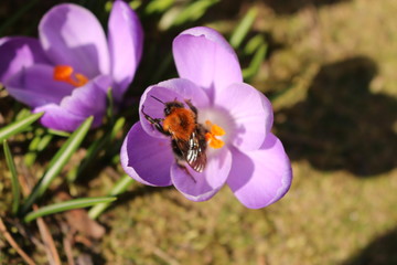 Fototapeta premium Szafran