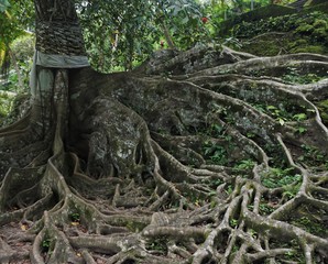 Long roots on old tree in Bali Indonesia