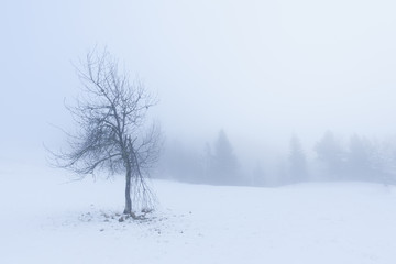Lone tree in snow with broken branch at foggy morning