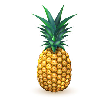Pineapple realistic summer exotic fruit isolated