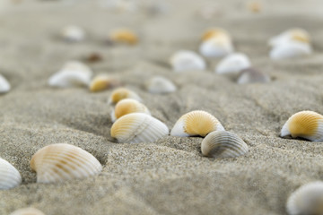 Summer beach background and closeup image of sea shells on sand