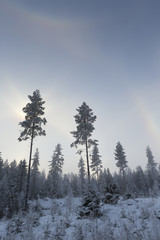 Wintry forest scene in Finland with halo effect during sunrise.
