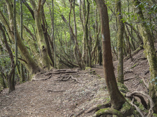 mystery primary Laurel forest Laurisilva rainforest with old mossed trees twisted roots in anaga mountain, tenerife canary island spain, natural background