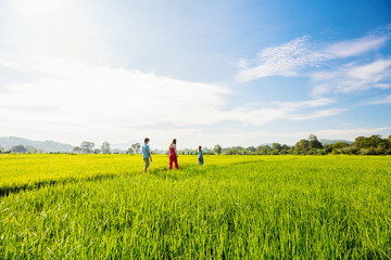 Naklejka na ściany i meble Family walking in rice field