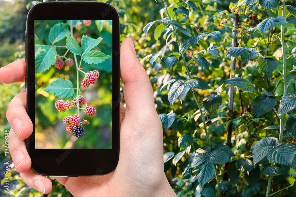 Wall mural tourist photographs raspberry bushes in evening